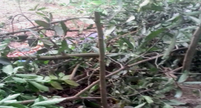 সোনারগাঁয়ে পূর্ব শত্রুতার জেরে ফলের গাছ কেটে ফেলা, কুপিয়ে আহত ১