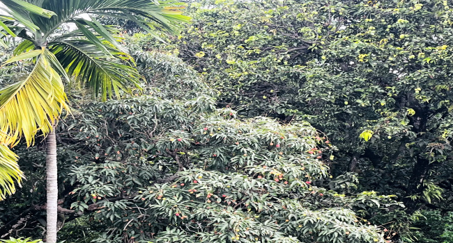 সোনারগাঁয়ে অনাবৃষ্টি ও বৈরী আবহাওয়ায় আম-লিচুর ফলনে বিপর্যয়, লোকসানের আশঙ্কায় চাষিরা