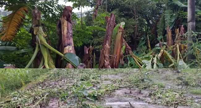 সোনারগাঁয়ে কৃষকের ঢেঁড়স বাগান ও ৮০টি কলাগাছ কেটে নষ্ট, অভিযোগ দায়ের